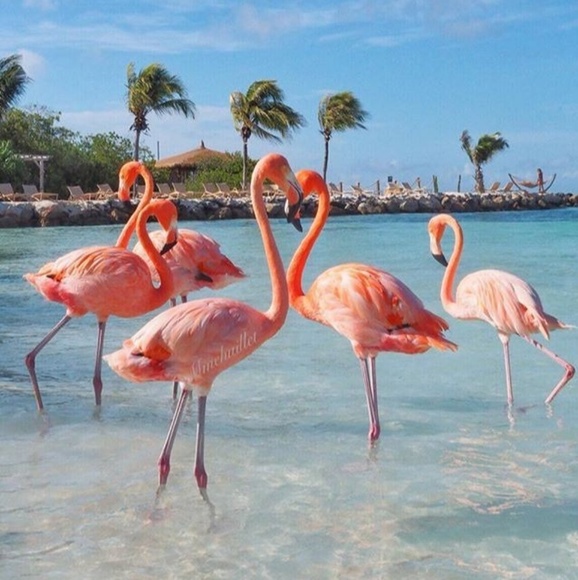 Meet your Posher, Alison - Picture 1 of 1